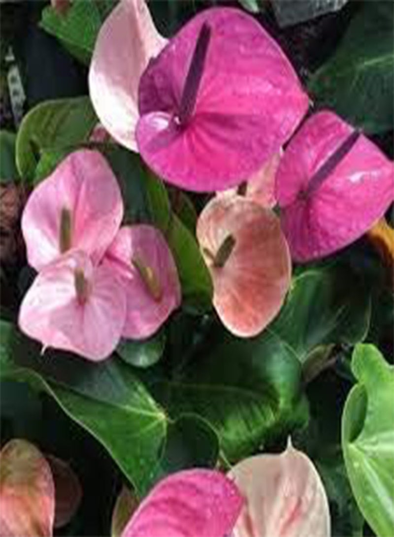 GGOOT seeds Fresh 100 pcs Anthurium andraeanum Linden Perennial Flower seeds Easy to Grow Pink 3