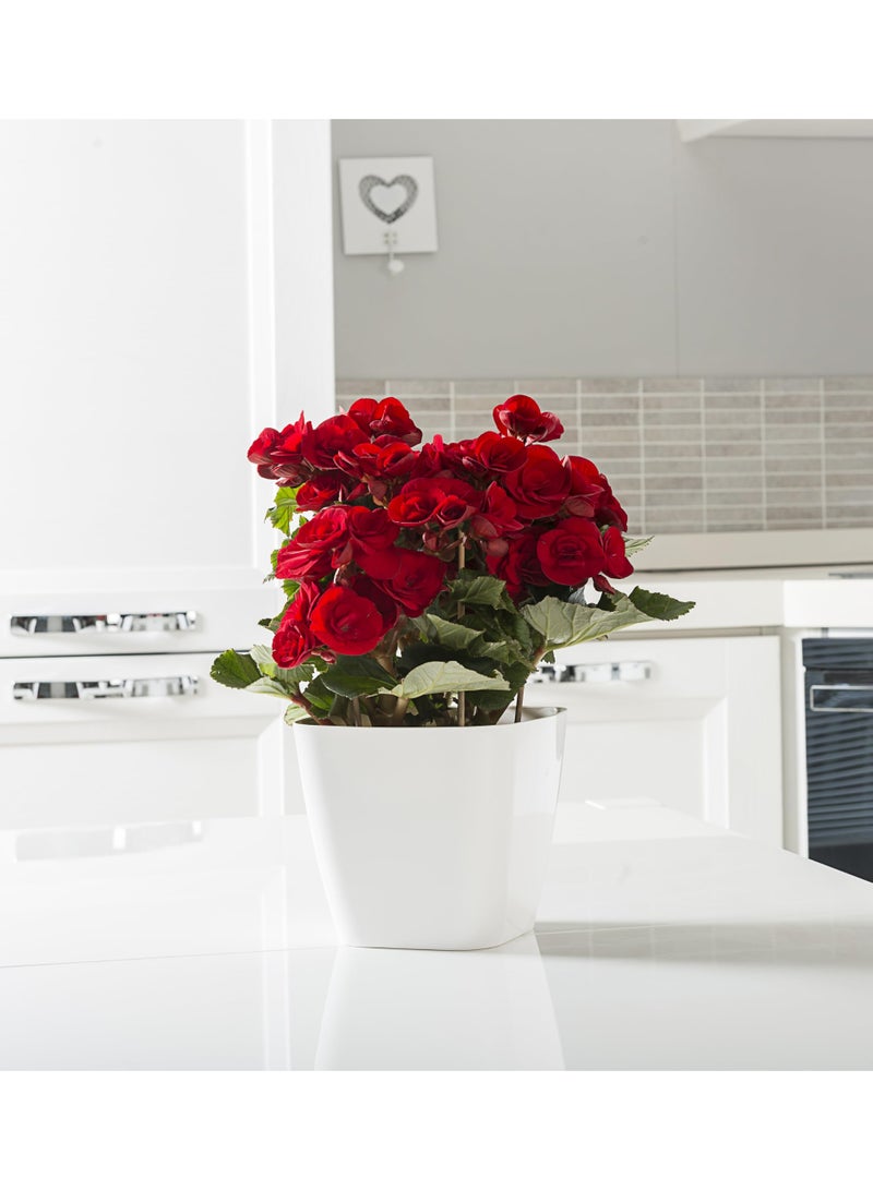 أيدل وعاء زهور بلاستيكي مربع - حاوية نباتات متينة 18 × 18 للاستخدام الداخلي والخارجي - وعاء حدائق زخرفي خفيف الوزن بألوان متعددة - مربع للعيش - صنع في إيطاليا - بواسطة إيديل - Image 3