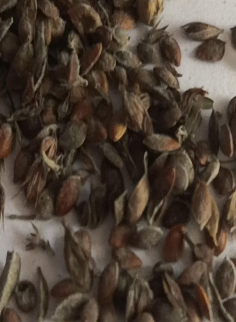 GGOOT 100Pcs Aloe Seeds Succulent Fruit Edible Prolific Drought Tolerant Aloe Seeds for Home Spiral Aloe Seeds for Garden - Image 4