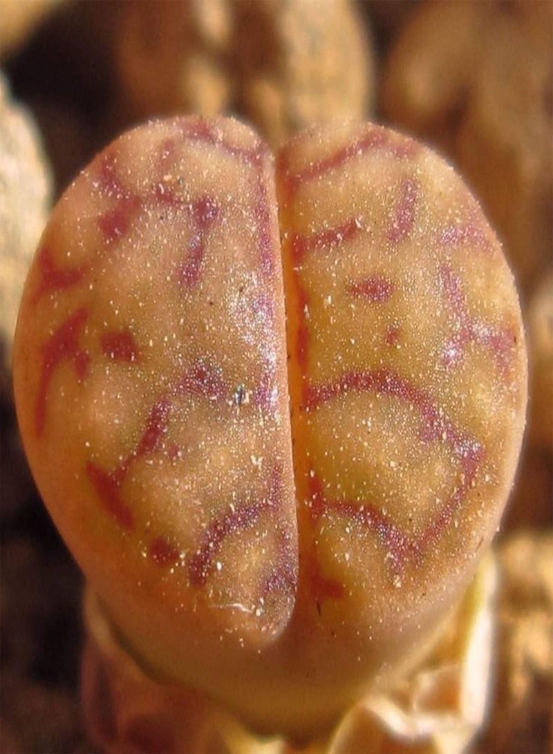 GGOOT 100Pcs Rare Mix Lithops Seeds Living Stones Succulent Cactus Healthy Bulk Seed - Image 5