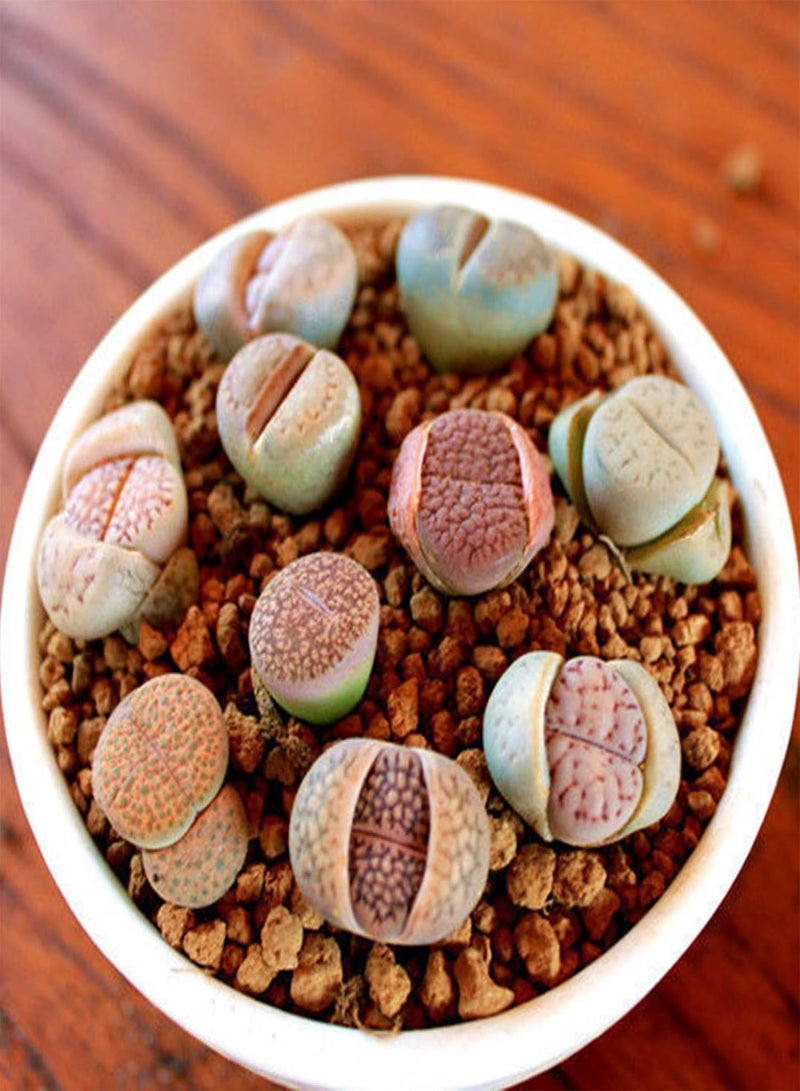 GGOOT 100Pcs Rare Mix Lithops Seeds Living Stones Succulent Cactus Healthy Bulk Seed - Image 3