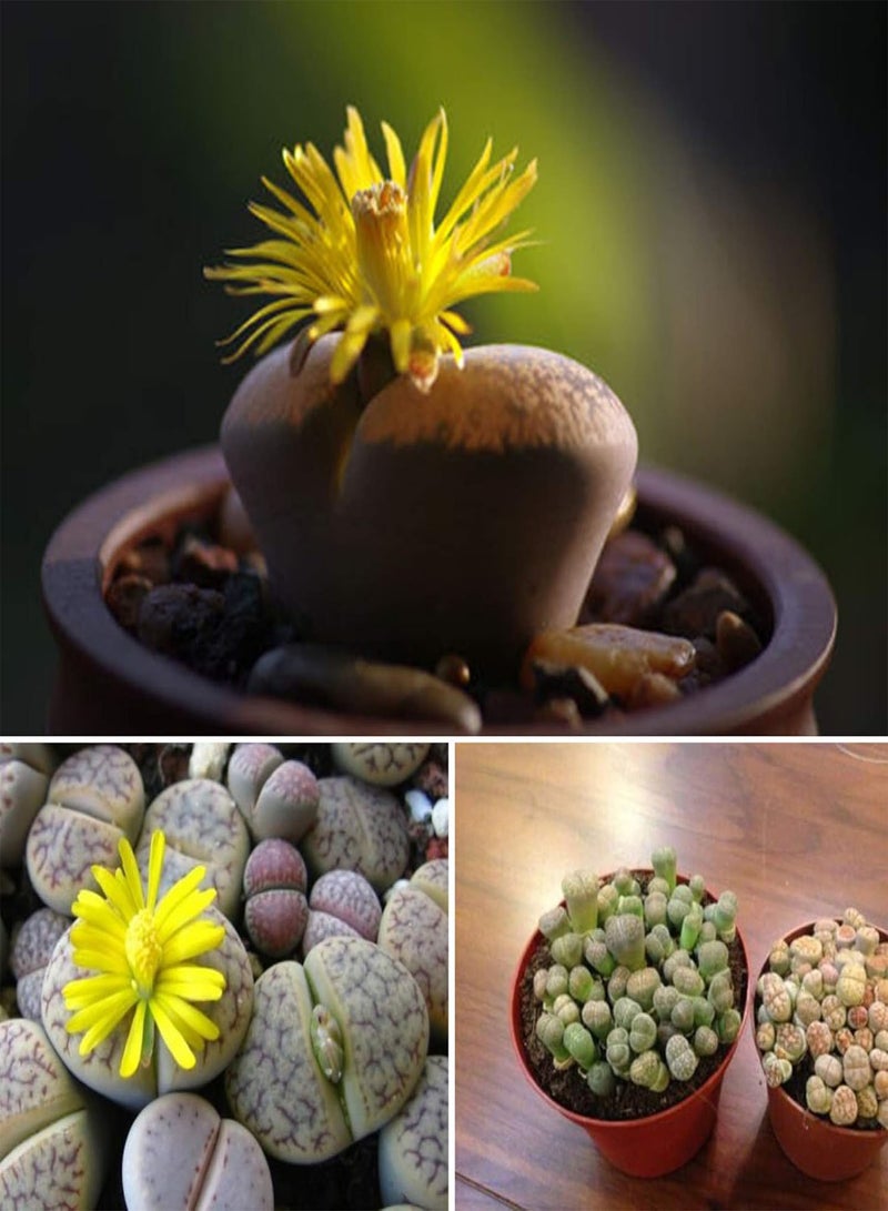 GGOOT 100Pcs Rare Mix Lithops Seeds Living Stones Succulent Cactus Healthy Bulk Seed - Image 2