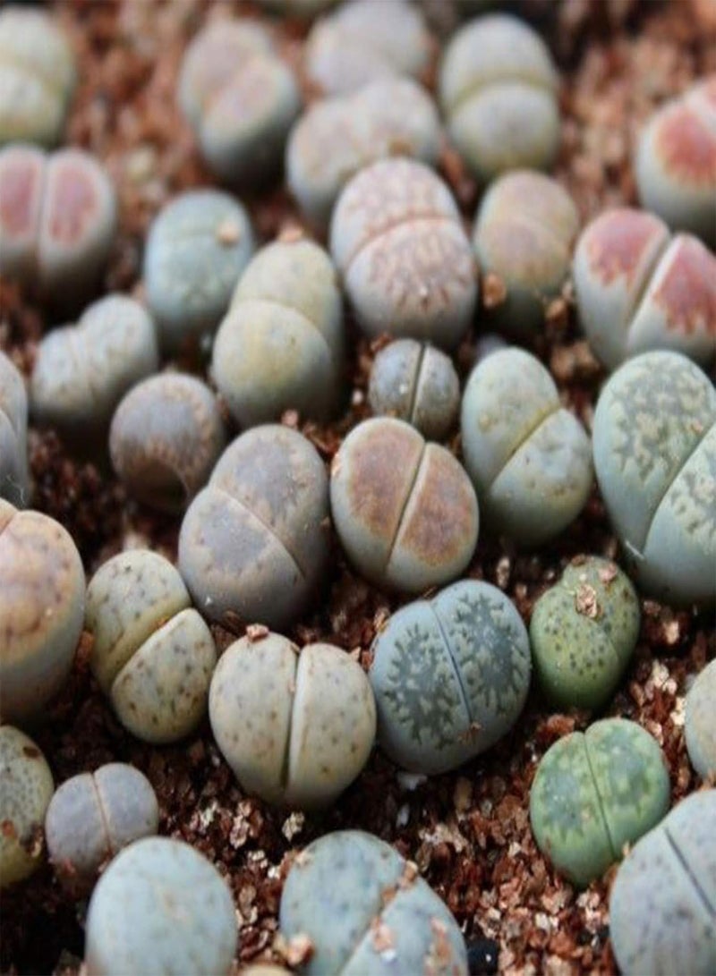 GGOOT 100Pcs Rare Mix Lithops Seeds Living Stones Succulent Cactus Healthy Bulk Seed - Image 4