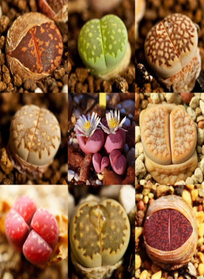 GGOOT 100Pcs Rare Mix Lithops Seeds Living Stones Succulent Cactus Healthy Bulk Seed - Image 1