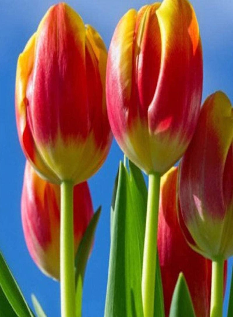 GGOOT 5Pcs Tulip seeds Beautiful Splicing Colors Excellent Cut Flower Fragrant Long-Lasting Blooms Easy to Plant in Outdoor Gardens - Image 2