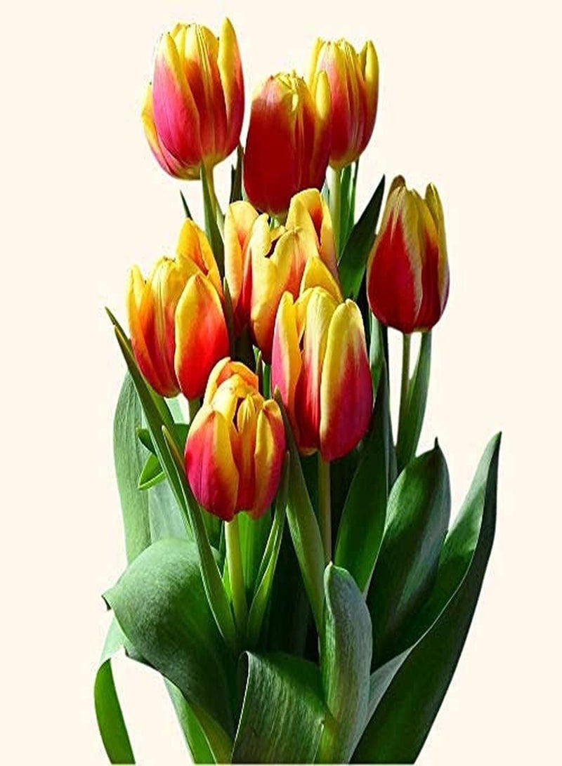 GGOOT 5Pcs Tulip seeds Beautiful Splicing Colors Excellent Cut Flower Fragrant Long-Lasting Blooms Easy to Plant in Outdoor Gardens - Image 1
