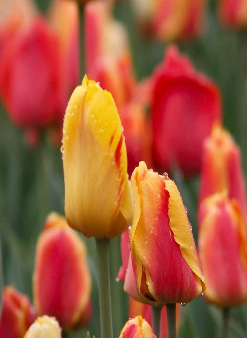 GGOOT 5Pcs Tulip seeds Beautiful Splicing Colors Excellent Cut Flower Fragrant Long-Lasting Blooms Easy to Plant in Outdoor Gardens - Image 3