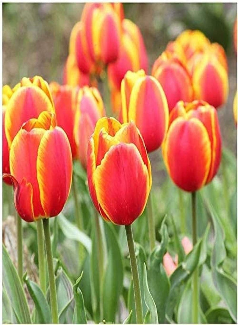 GGOOT 5Pcs Tulip seeds Beautiful Splicing Colors Excellent Cut Flower Fragrant Long-Lasting Blooms Easy to Plant in Outdoor Gardens - Image 4