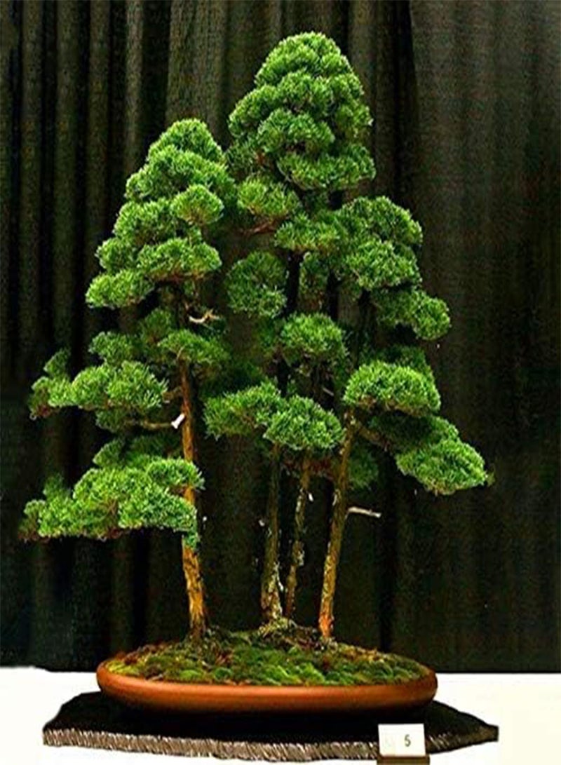 GGOOT Egrow 20PCS/Bag Juniper Bonsai Tree Seeds Garden Potted Flowers Office Bonsai Purify the Air Absorb Harmful Gases - Image 4