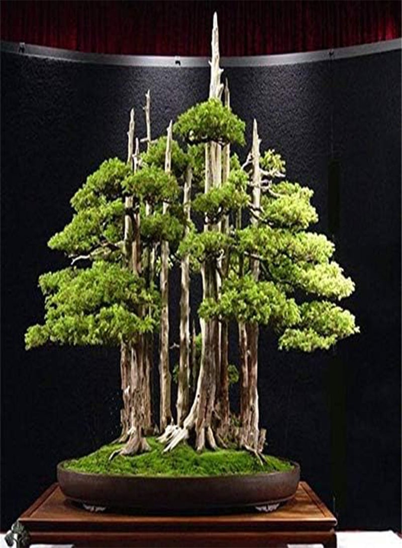 GGOOT Egrow 20PCS/Bag Juniper Bonsai Tree Seeds Garden Potted Flowers Office Bonsai Purify the Air Absorb Harmful Gases - Image 1