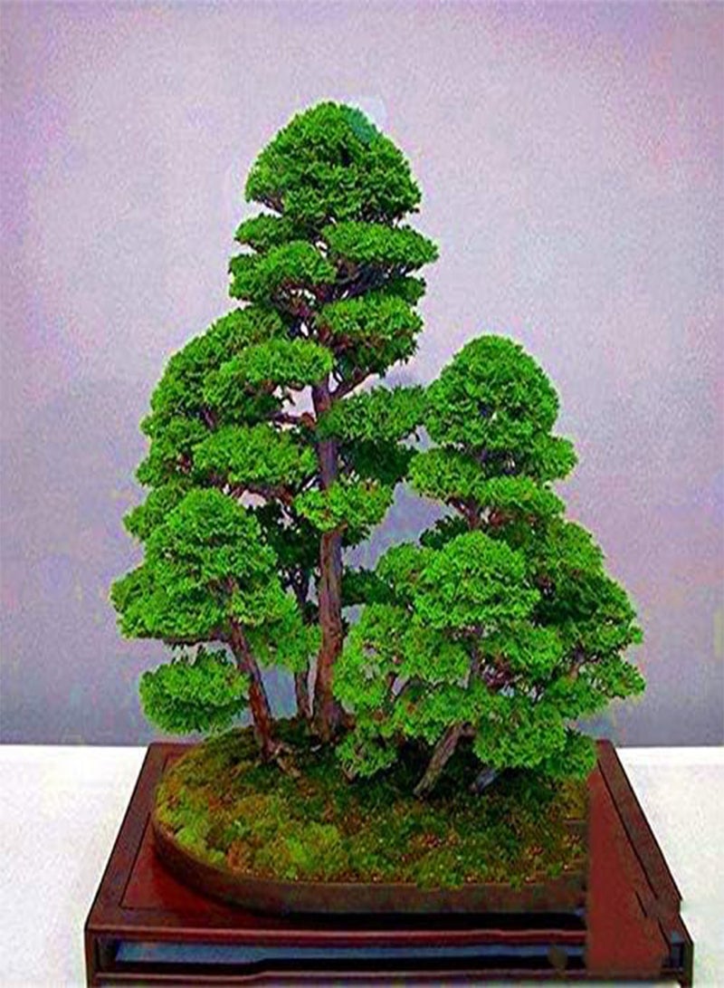 GGOOT Egrow 20PCS/Bag Juniper Bonsai Tree Seeds Garden Potted Flowers Office Bonsai Purify the Air Absorb Harmful Gases - Image 2