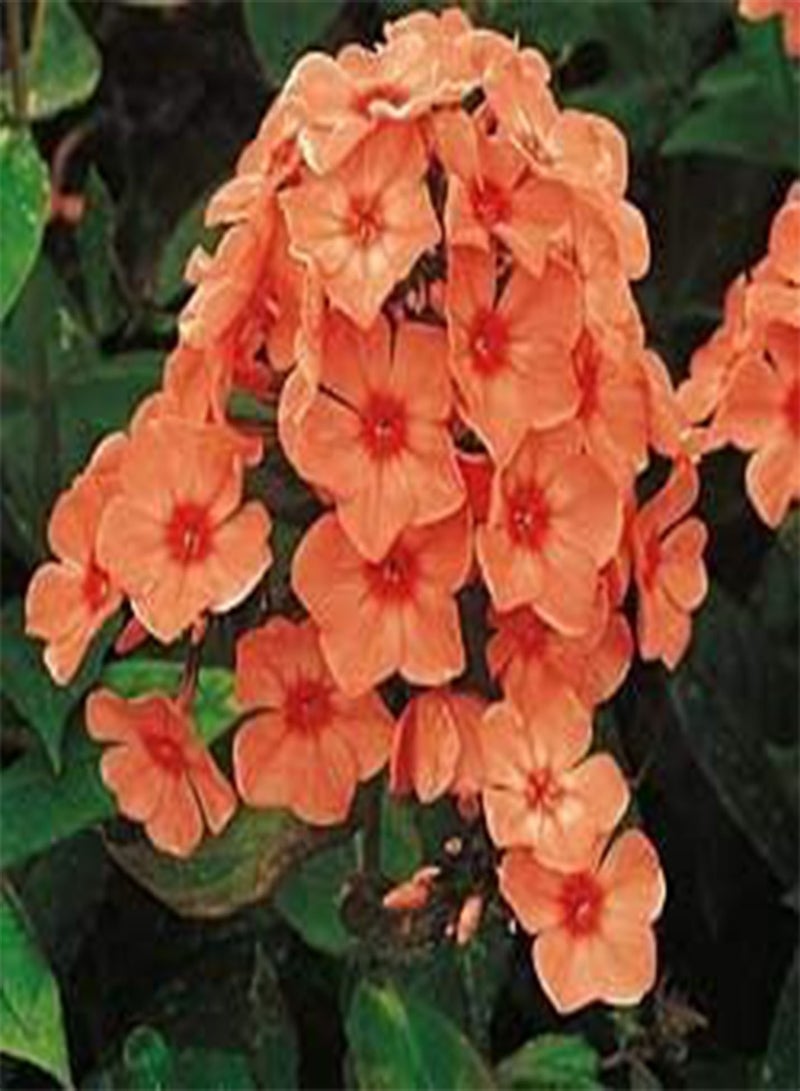 جي جوت بذور زهرة الفلوكس الطازجة للزراعة 120 قطعة للزراعة برتقالي فاتح