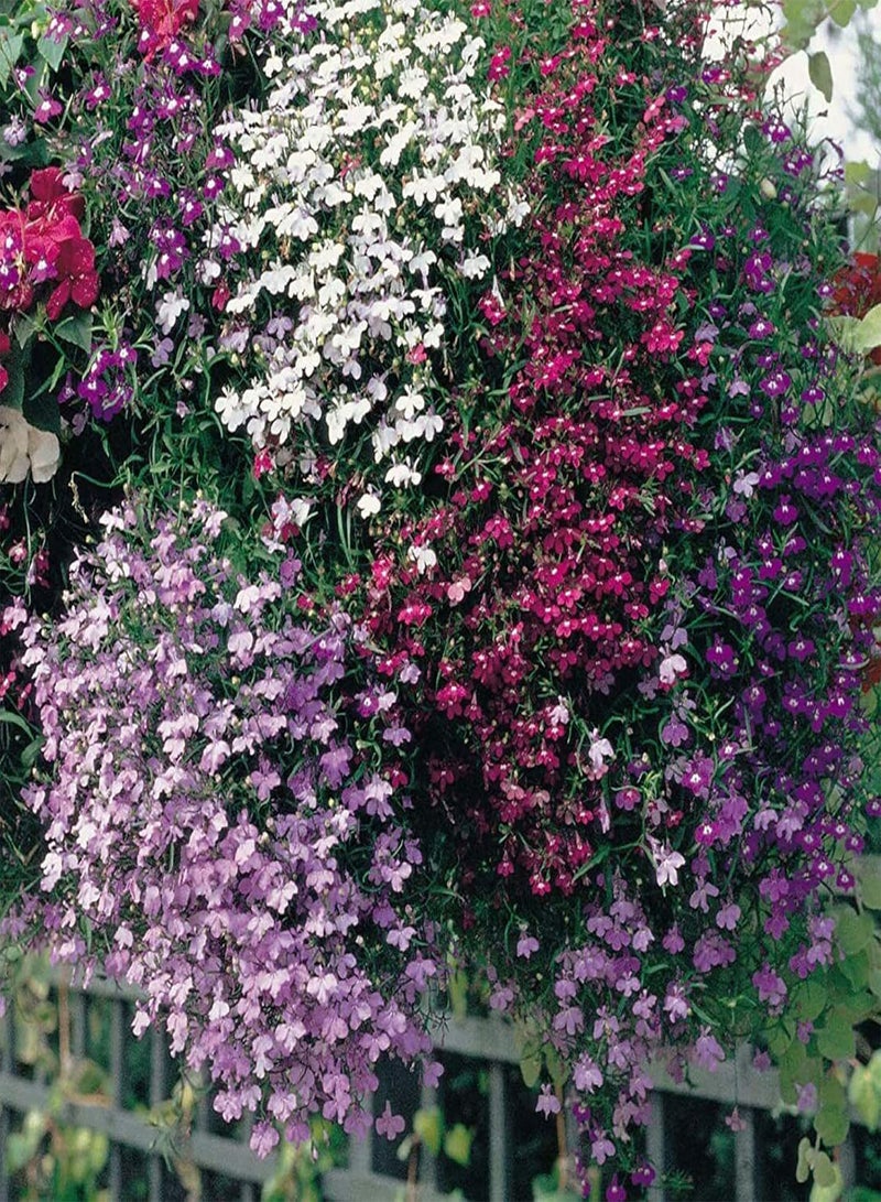 GGOOT 50 Mixed Giant Cascading Lobelia Seeds Trailing Hanging Basket UK Rockery Annual - Image 5