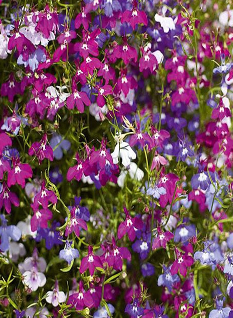 GGOOT 50 Mixed Giant Cascading Lobelia Seeds Trailing Hanging Basket UK Rockery Annual - Image 4