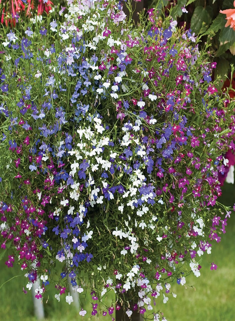 GGOOT 50 Mixed Giant Cascading Lobelia Seeds Trailing Hanging Basket UK Rockery Annual - Image 2