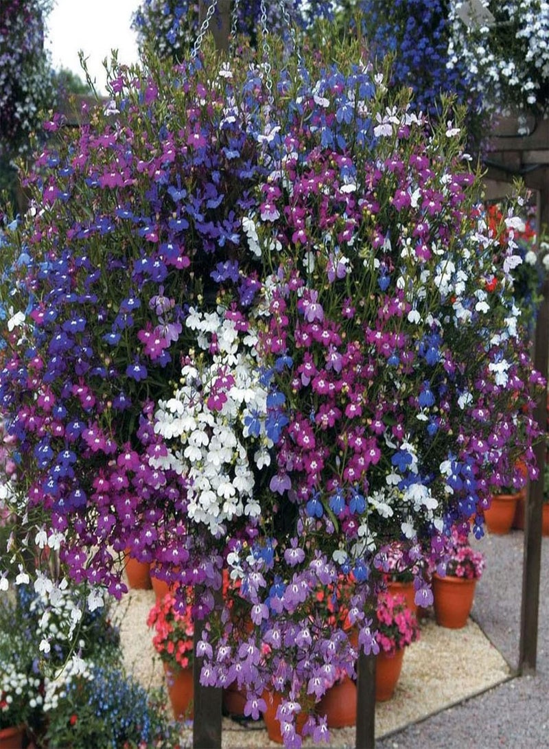 GGOOT 50 Mixed Giant Cascading Lobelia Seeds Trailing Hanging Basket UK Rockery Annual - Image 1