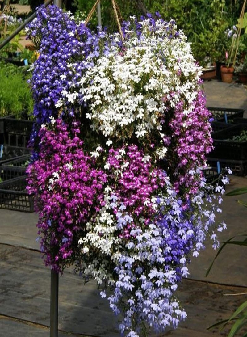 GGOOT 50 Mixed Giant Cascading Lobelia Seeds Trailing Hanging Basket UK Rockery Annual - Image 3