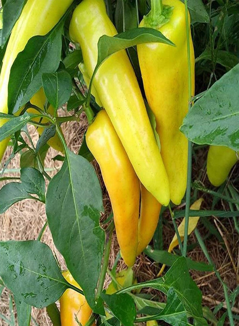 Hungarian Yellow Wax Hot Peper 100pcs Seeds for Planting, Canary Yellow Chile , Non GMO, Open Pollinated, Capsicum Annum,  Crop, Heirloom Vegetable, Very Tasty n Spicy