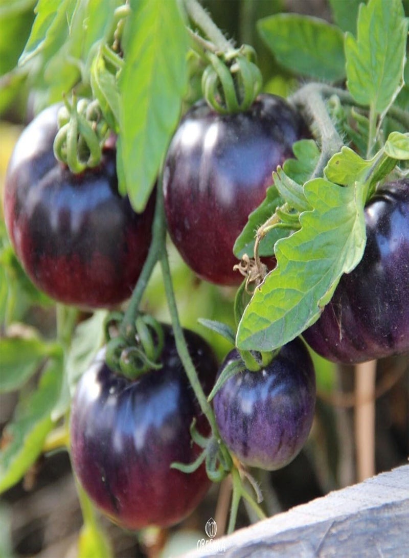 GGOOT Tomato Amethyst Jewel 10 PCS Fresh Seeds, Tomatoes, Vegetable Seeds, Brad's Gates Variety, Organic Seeds, Heirloom Tomato, Non GMO, Rare Seeds  - Image 5