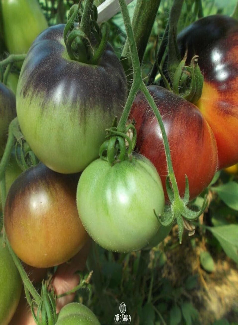 GGOOT Tomato Amethyst Jewel 10 PCS Fresh Seeds, Tomatoes, Vegetable Seeds, Brad's Gates Variety, Organic Seeds, Heirloom Tomato, Non GMO, Rare Seeds  - Image 2