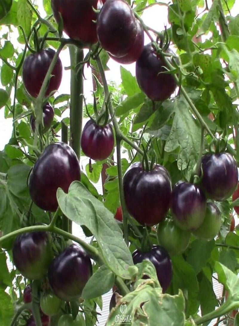 GGOOT Tomato Amethyst Jewel 10 PCS Fresh Seeds, Tomatoes, Vegetable Seeds, Brad's Gates Variety, Organic Seeds, Heirloom Tomato, Non GMO, Rare Seeds  - Image 3
