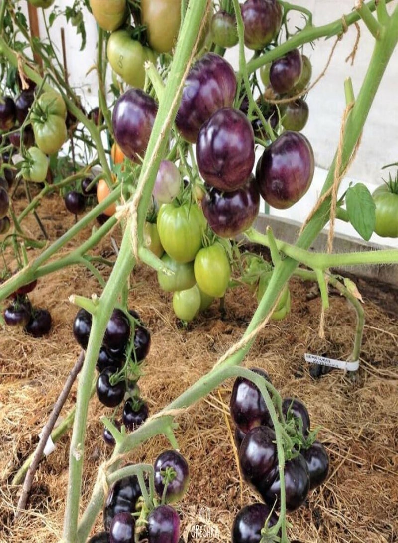 GGOOT Tomato Amethyst Jewel 10 PCS Fresh Seeds, Tomatoes, Vegetable Seeds, Brad's Gates Variety, Organic Seeds, Heirloom Tomato, Non GMO, Rare Seeds  - Image 4