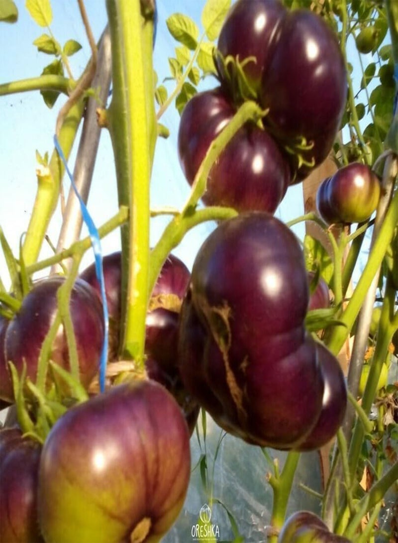GGOOT Tomato Amethyst Jewel 10 PCS Fresh Seeds, Tomatoes, Vegetable Seeds, Brad's Gates Variety, Organic Seeds, Heirloom Tomato, Non GMO, Rare Seeds  - Image 1