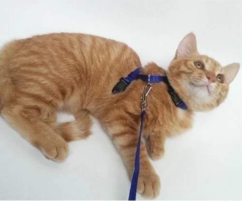 PETKIT Cat Neck and Chest Collar