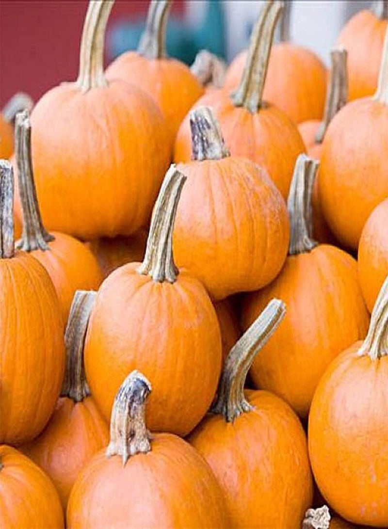 جي جوت 100 قطعة من بذور اليقطين البرتقالية الساحرة الخاصة هي نبات زخرفي يستخدم عادة في المهرجانات ومناسب للبستانيين المبتدئين - Image 2