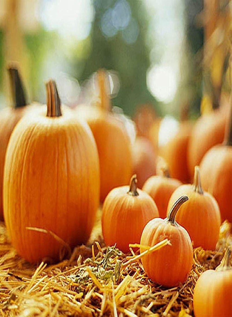 جي جوت 100 قطعة من بذور اليقطين البرتقالية الساحرة الخاصة هي نبات زخرفي يستخدم عادة في المهرجانات ومناسب للبستانيين المبتدئين - Image 1