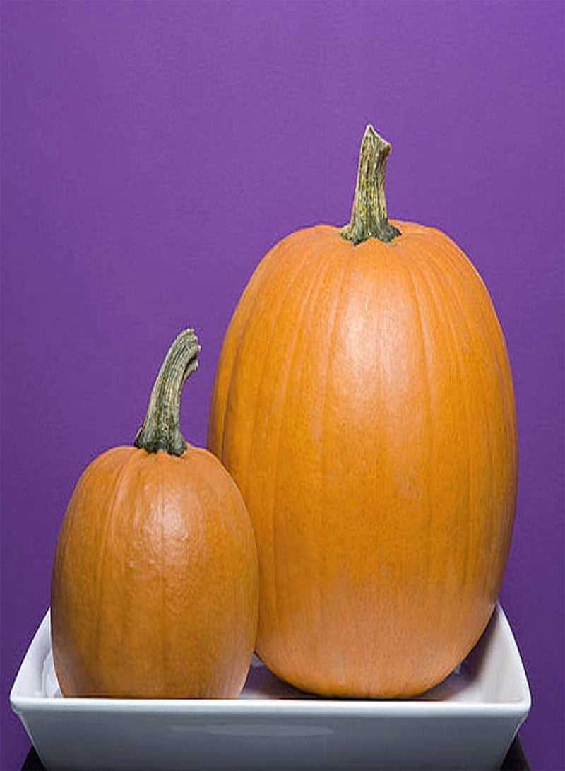 جي جوت 100 قطعة من بذور اليقطين البرتقالية الساحرة الخاصة هي نبات زخرفي يستخدم عادة في المهرجانات ومناسب للبستانيين المبتدئين - Image 3