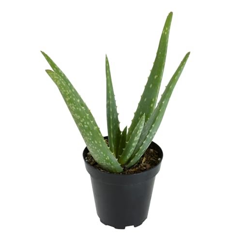 Plants for Pets Aloe Vera Plant Live Succulent Plants, Live Aloe Vera Plant Succulents, Live Aloe Plant in Aloe Plant Pot, Aloe Plants Live Indoor Plants, Live Aloe Vera Plant Indoor House Plants by Plants for Pets - Image 1