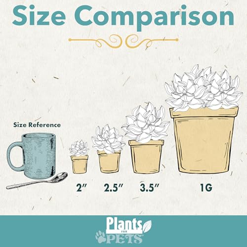 Plants for Pets Aloe Vera Plant Live Succulent Plants, Live Aloe Vera Plant Succulents, Live Aloe Plant in Aloe Plant Pot, Aloe Plants Live Indoor Plants, Live Aloe Vera Plant Indoor House Plants by Plants for Pets - Image 3