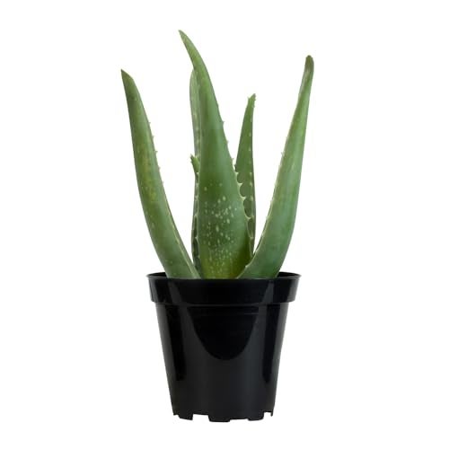 Plants for Pets Aloe Vera Plant Live Succulent Plants, Live Aloe Vera Plant Succulents, Live Aloe Plant in Aloe Plant Pot, Aloe Plants Live Indoor Plants, Live Aloe Vera Plant Indoor House Plants by Plants for Pets - Image 4