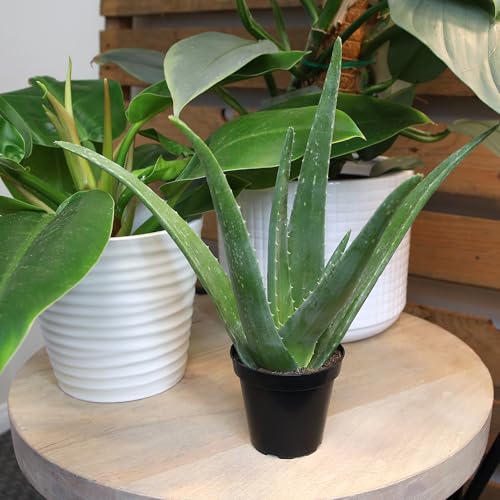 Plants for Pets Aloe Vera Plant Live Succulent Plants, Live Aloe Vera Plant Succulents, Live Aloe Plant in Aloe Plant Pot, Aloe Plants Live Indoor Plants, Live Aloe Vera Plant Indoor House Plants by Plants for Pets - Image 5