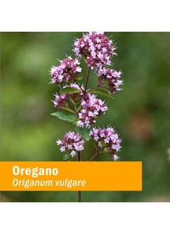 HERB PHARM Oregano Spirits Extract and Essential Oil Blend for Immune Support* - 4 Ounce  - Image 2