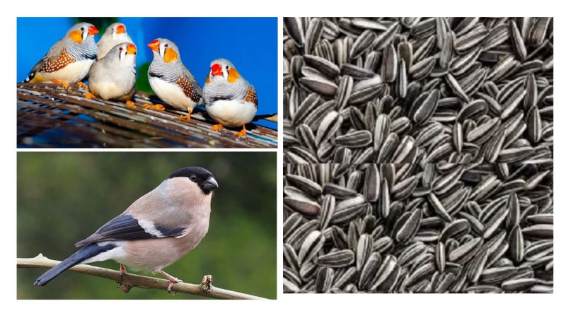 SANSEFERO Black Striped Sunflower Seeds | Premium Nutrition for African Grey Parrots, Cockatoos, Macaws, Sun Conures, Cockatiels, Lovebirds | Suitable for All Life Stages (1kg) - Image 1