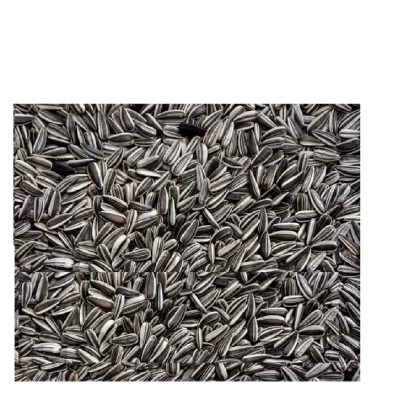 SANSEFERO Black Striped Sunflower Seeds | Premium Nutrition for African Grey Parrots, Cockatoos, Macaws, Sun Conures, Cockatiels, Lovebirds | Suitable for All Life Stages (1kg) - Image 2