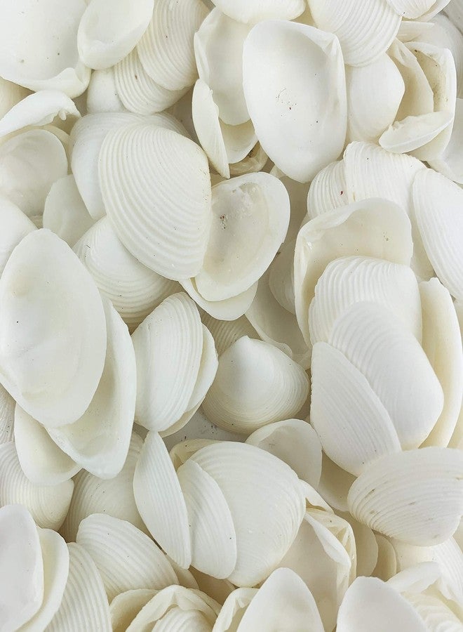 Worlds White Clam Cay Cay Sea Shells for Home Decorations, Party Wedding, DIY Crafts 8OZ - Image 1