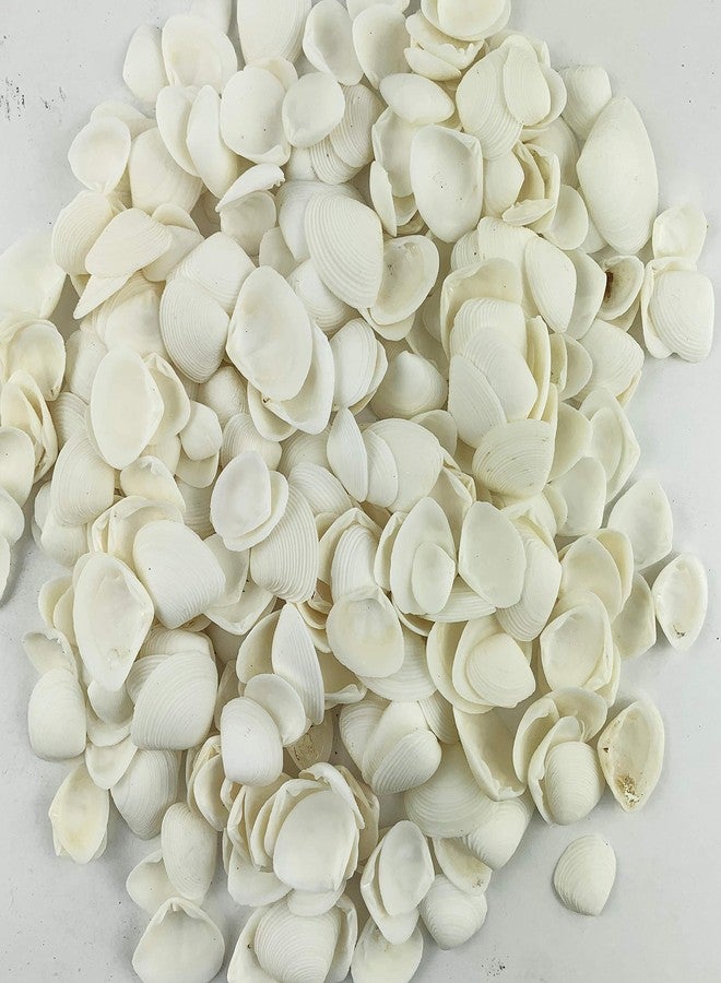 Worlds White Clam Cay Cay Sea Shells for Home Decorations, Party Wedding, DIY Crafts 8OZ - Image 2