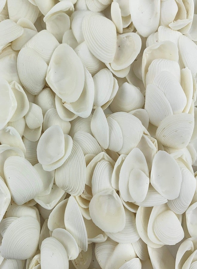 Worlds White Clam Cay Cay Sea Shells for Home Decorations, Party Wedding, DIY Crafts 8OZ - Image 3
