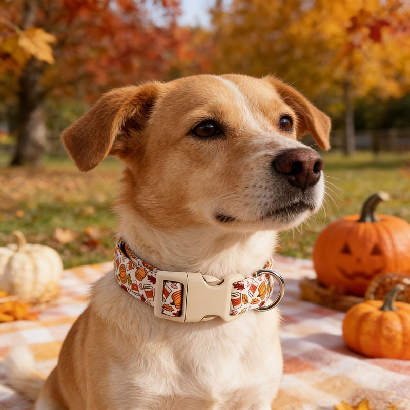 Cola Pumpkin Fall Dog Collar Adjustable Quick Release Polyester For Small Medium Large Dogs - Image 1