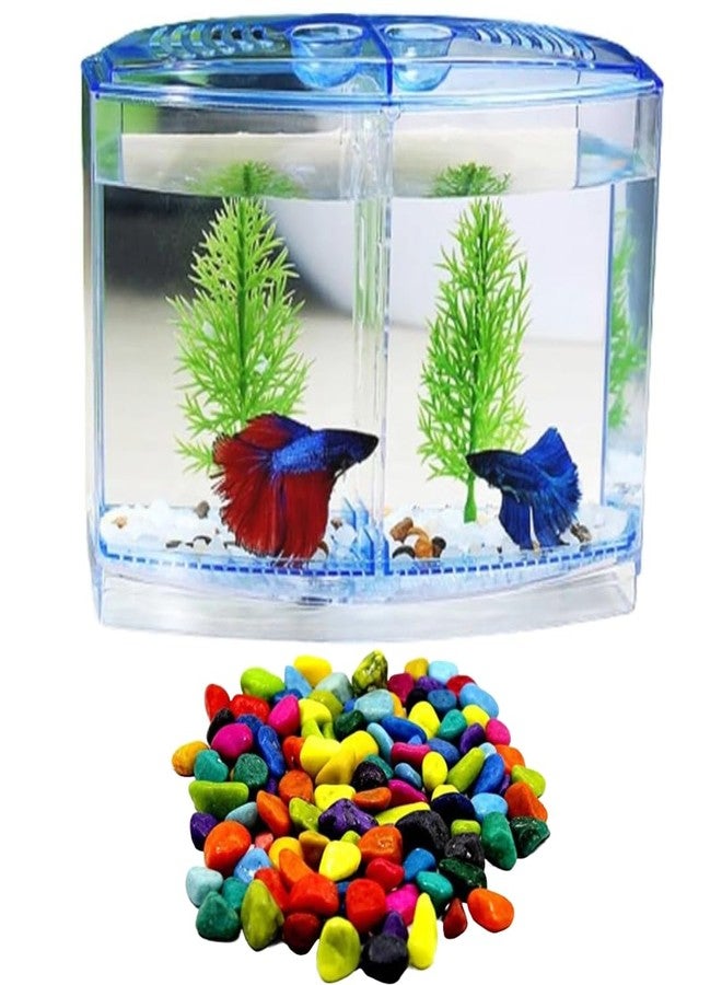 Betta Fish Tank with Double Compartment | Free Color Stone pebbels Included | Color May Vary - Image 1