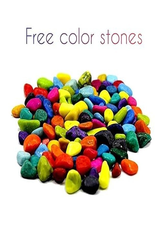 Betta Fish Tank with Double Compartment | Free Color Stone pebbels Included | Color May Vary - Image 3