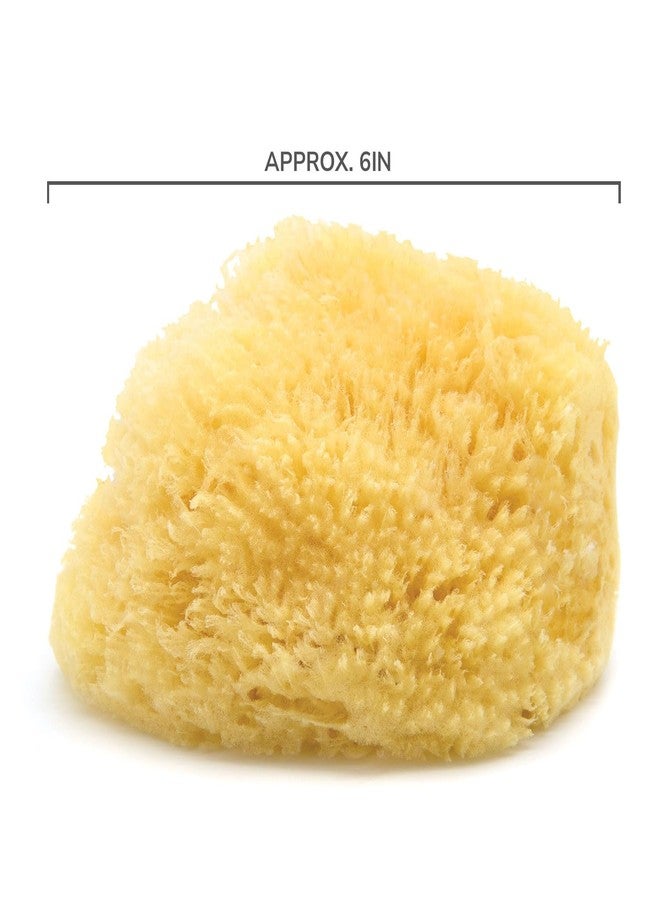 Neptune Caribbean Sea Sponge, Hand Cut, Large, Approx. 6-7 inches - Image 3