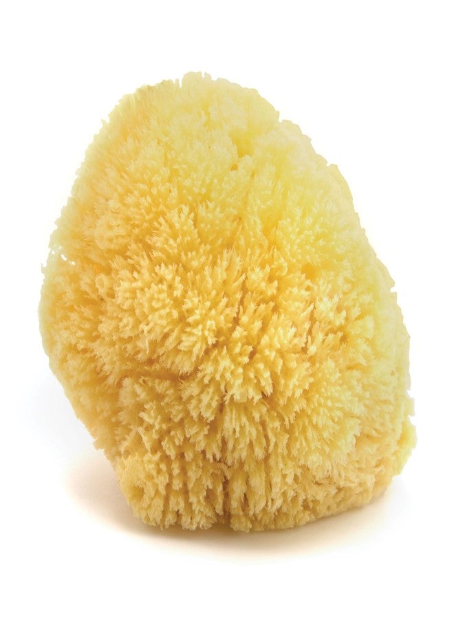Neptune Caribbean Sea Sponge, Hand Cut, Large, Approx. 6-7 inches - Image 1