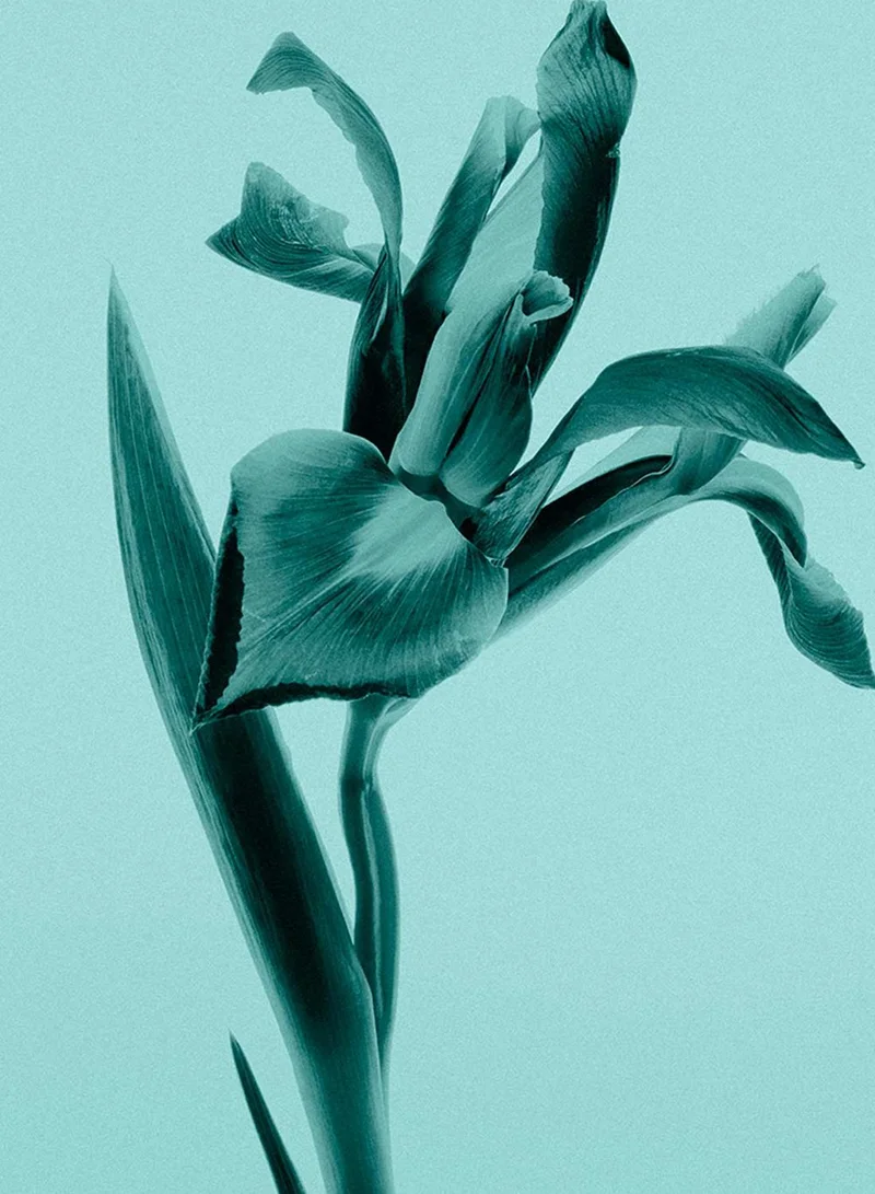 Tiffany & Co. Tiffany Signature Eau De Parfum 75ml