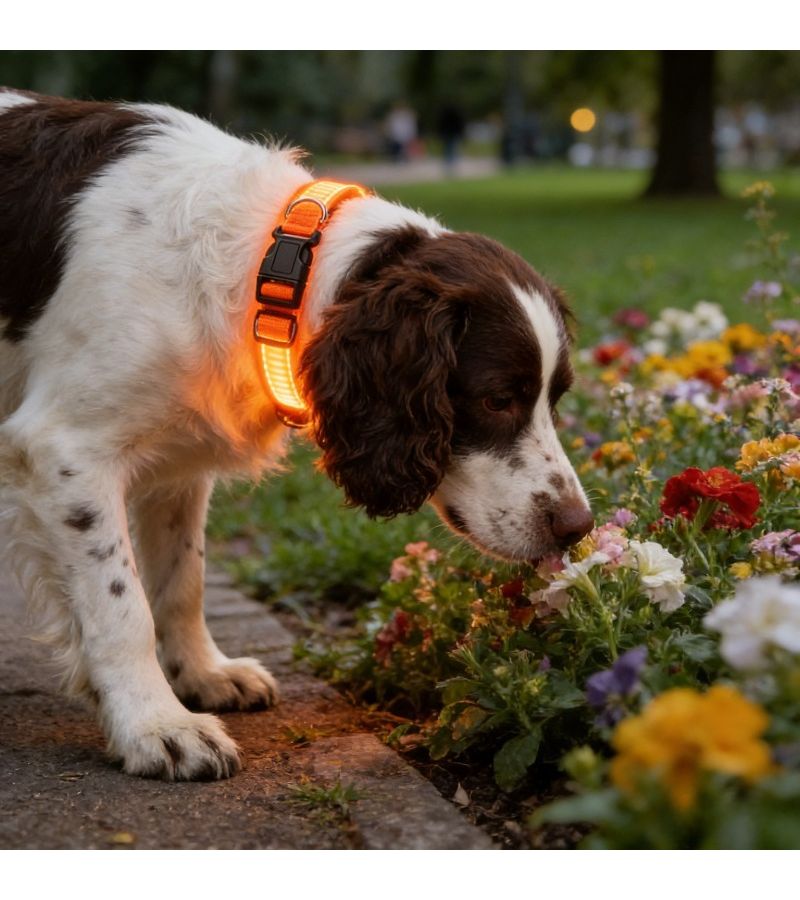 Orange USB Rechargeable LED Dog Collars Set of 2 Adjustable Soft Medium Large - Image 4