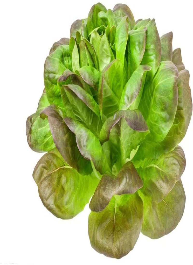 GGOOT 500Pcs Lettuce Seeds Heirloom Mix Leaf Vegetable Garden Grown Greenhouses Outdoor Available All Year Round Quality Gardening Gift  - Image 2