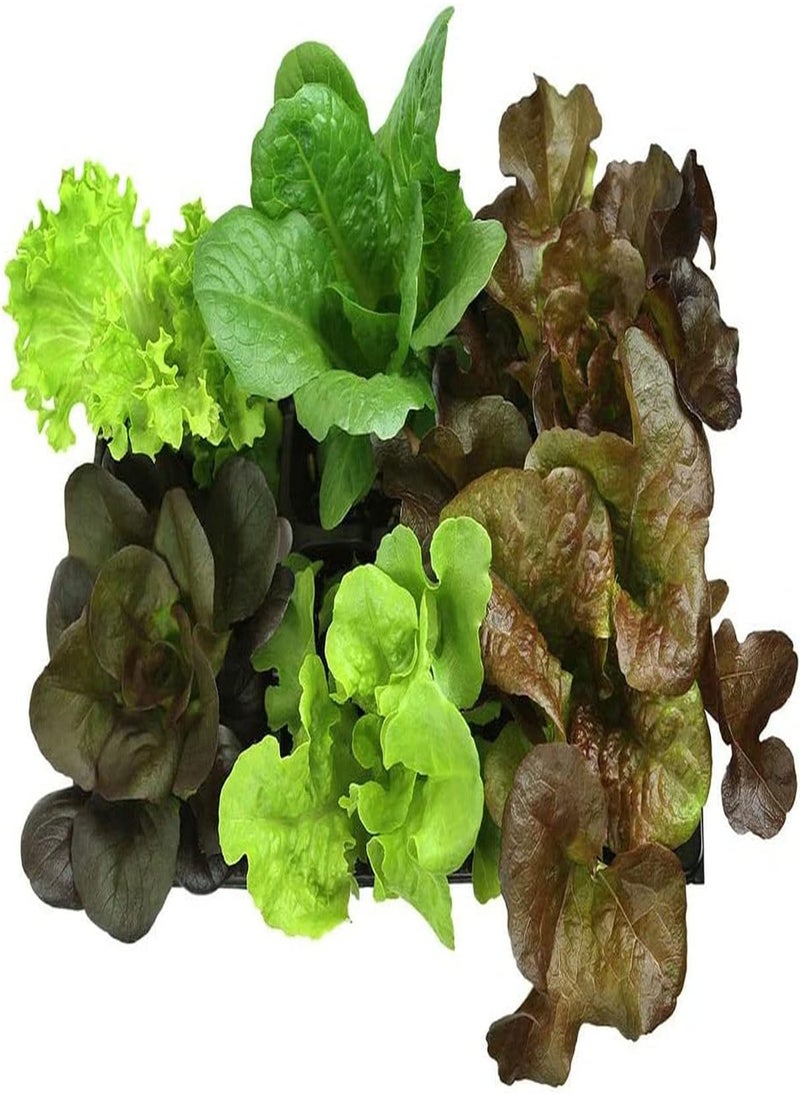 GGOOT 500Pcs Lettuce Seeds Heirloom Mix Leaf Vegetable Garden Grown Greenhouses Outdoor Available All Year Round Quality Gardening Gift  - Image 3